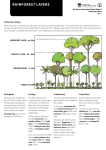 Rainforest Kit rainforest layers stage 3 information sheet