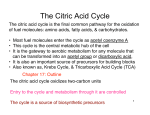 The Citric Acid Cycle