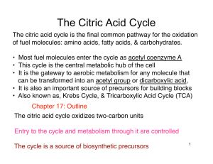 The Citric Acid Cycle