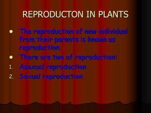 asexual reproduction