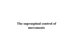 The supraspinal control of movements