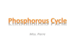 Phosphorous Cycle