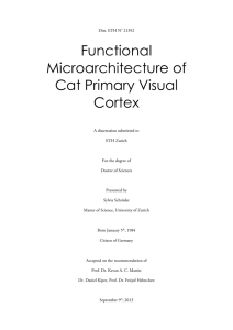 Functional Microarchitecture of Cat Primary Visual Cortex
