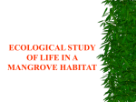 ECOLOGICAL STUDY OF LIFE IN A MANGROVE HABITAT