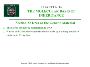 Bio II Ch 16 Molecular Basis of Inheritance