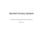 Genital Urinary System - Porterville College Home