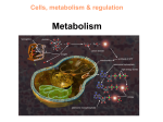 Metabolism PPT File