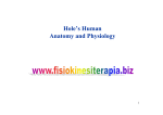 Hole`s Human Anatomy and Physiology