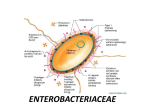 E. coli - WordPress.com