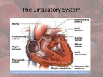 circulatory system2012