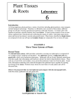 Lab 6 tissues roots - FacultyWeb Support Center