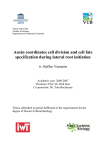Auxin coordinates cell division and cell fate specification during