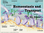 Homeostasis Student