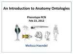 Introduction to Anatomy ontologies