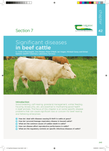 Significant diseases in beef cattle