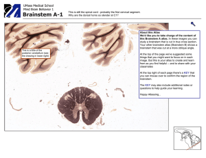 Brainstem A Atlas: Clinical Neuroanatomy Atlas