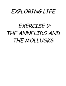 the annelids and the