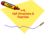 cell theory