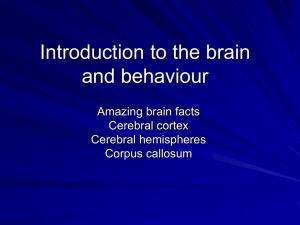 Introduction to the brain and behaviour