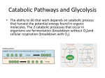 Catabolic Pathways and Glycolysis