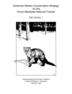 American Marten Conservation Strategy for the Huron