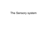 The Sensory system - Junior Cert Science