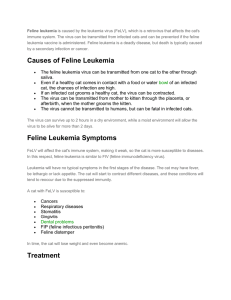 Causes Of Feline Leukemia