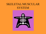 SKELETAL/MUSCULAR SYSTEM