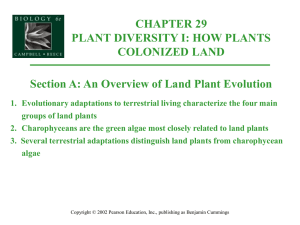 chapter 29 plant diversity i