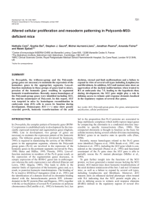 Altered cellular proliferation and mesoderm