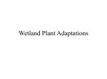 Wetland Plant Adaptations