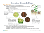 Specialized Tissues In Plants