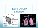 Respiratory System PowerPoint