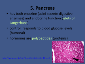 5. Pancreas: Glucagon