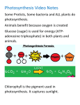 Photosynthesis Video Notes