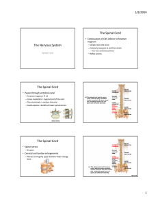 The Nervous System The Spinal Cord The Spinal Cord The Spinal