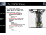 The lymphoid organs