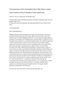 Overexpression of the Transcription Factor Sp8 Induced Ectopic