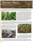 Corn Fields Callin` It Quit: Check for Stalk Rot