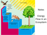 Unit 6 Ecology Part 2 * Energy Flow