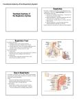 Functional Anatomy of the Respiratory System Respiration
