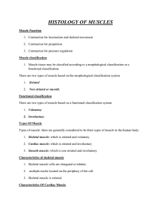 histology of muscles