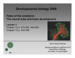Developmental biology 2008 Fates of the ectoderm: The neural tube