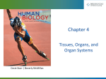 Bio 20 Ch 4 Tissues, Organs and Organ Systems
