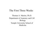 1_Early Embryology - Temple University Sites