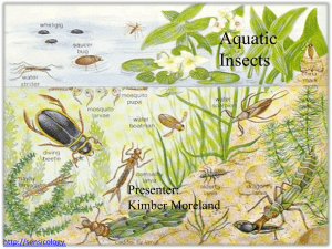 Aquatic Insects