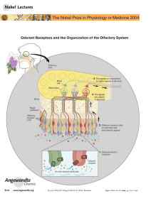 Scents and Sensibility: A Molecular Logic of Olfactory Perception