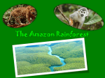 The Amazon Rainforest