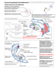 Fascia and compartments of the middle forearm