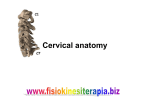 Cervical anatomy - Fisiokinesiterapia